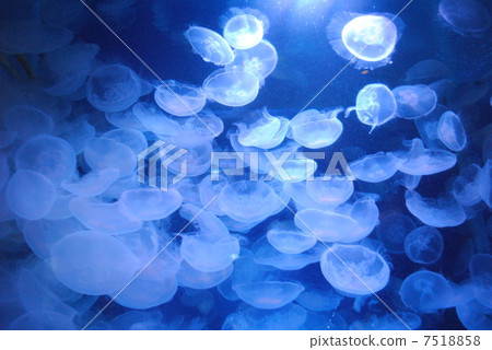 Jellyfish Jellyfish 7518858