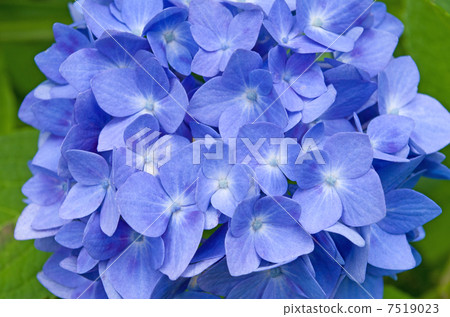 Hydrangea up Hydrangea up 7519023