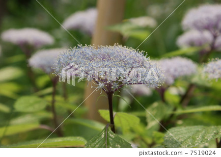 Small hydrangea corewood bamboo hydrangea shiba hydrangea Small hydrangea corewood bamboo hydrangea shiba hydrangea 7519024