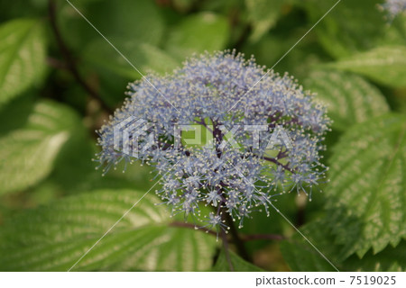 Small hydrangea corewood bamboo hydrangea shiba hydrangea 7519025
