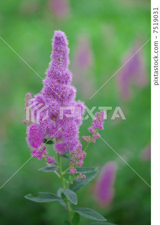 Hozakimotsuke Hozakimotsuke 7519031