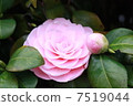 Camellia 7519044