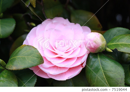 Camellia Camellia 7519044