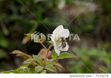 Bee's harvest 7519279