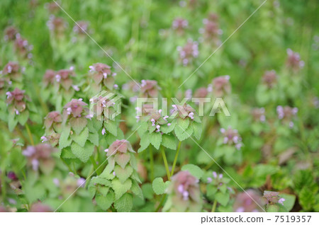 Himeodoricosoum 7519357