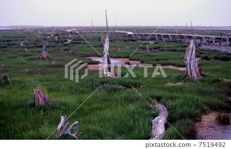 Todoara in the Noshi peninsula 7519492