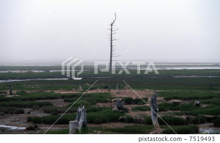 在Noshi半島的Todoara 7519493