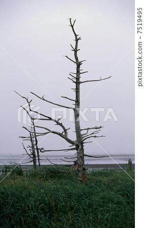 在Noshi半島的Todoara 7519495