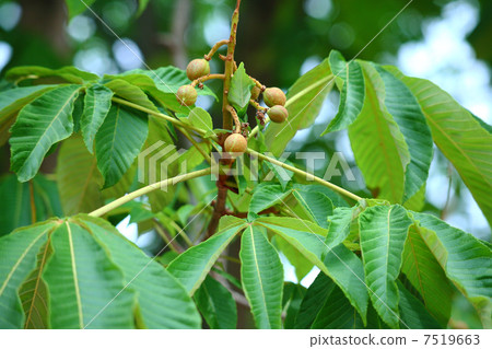 Fruit of Tinon Fruit of Tinon 7519663