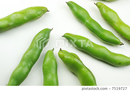 蠶豆形狀與蠶相似 蠶豆形狀與蠶相似 7519727