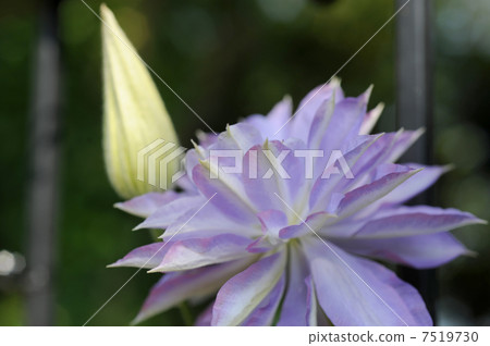 雙花鐵線蓮 雙花鐵線蓮 7519730