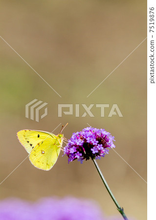 Crimson butterfly and purple flower insect picture material 7519876