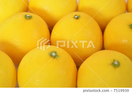 Small summer 7519930