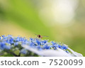Hydrangea and bees 7520099
