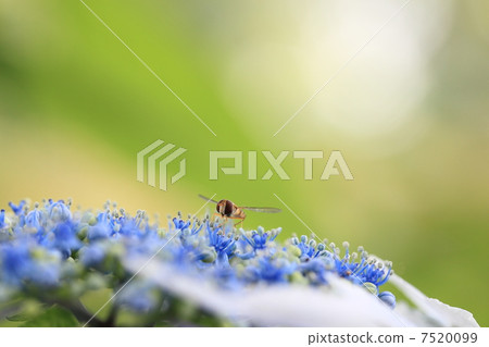 Hydrangea and bees Hydrangea and bees 7520099