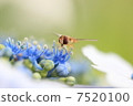 Hydrangea and bees 7520100