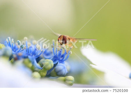 Hydrangea and bees Hydrangea and bees 7520100