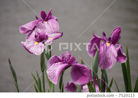 Flower shovel 7520115