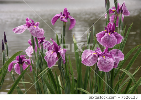 Flower shovel 7520123