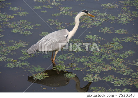 Herons and aquatic plants Herons and aquatic plants 7520143