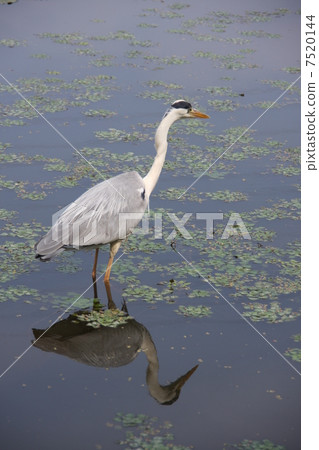 Heron Heron 7520144