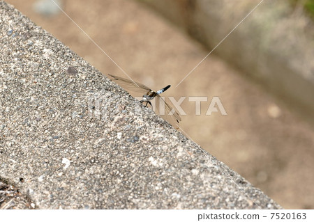 Shiokaratombo Shiokaratombo 7520163