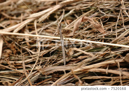 Naenafushi Naenafushi 7520168