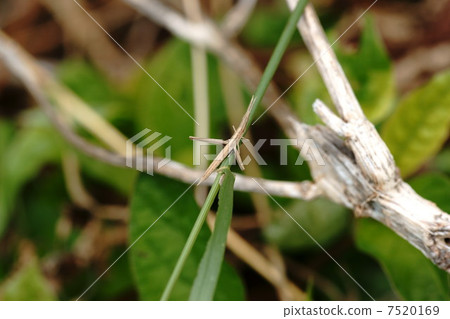 Naenafushi Naenafushi 7520169