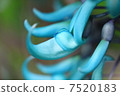 Honeysuckle 7520183
