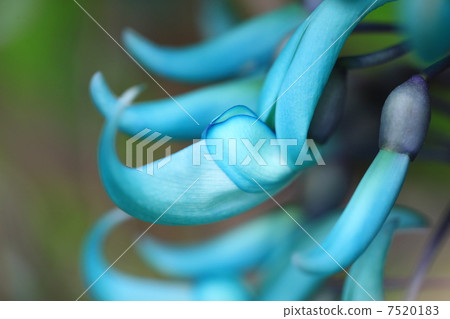 Honeysuckle Honeysuckle 7520183