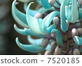 Honeysuckle 7520185