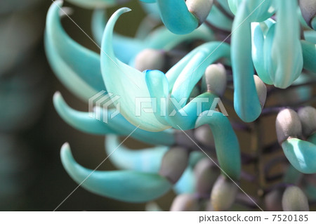 Honeysuckle Honeysuckle 7520185