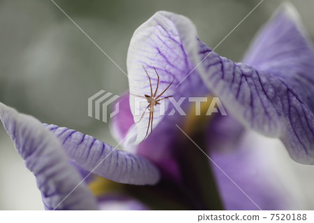 Shoumu and spiders Shoumu and spiders 7520188