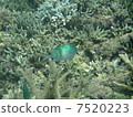 Damselfish 7520223