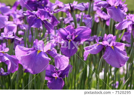 第一朵花蕾 第一朵花蕾 7520295