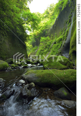 Yufugawa谷的新鮮綠色 Yufugawa谷的新鮮綠色 7520465