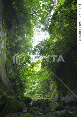 Yufugawa Valley of fresh green 7520471