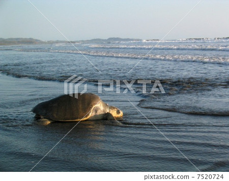 海龜 海龜 7520724