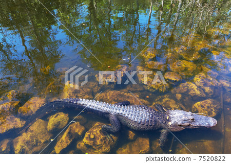 Alligator Alligator 7520822