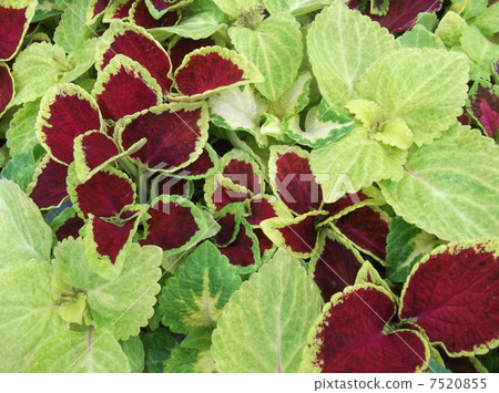 Colius著色花床 7520855