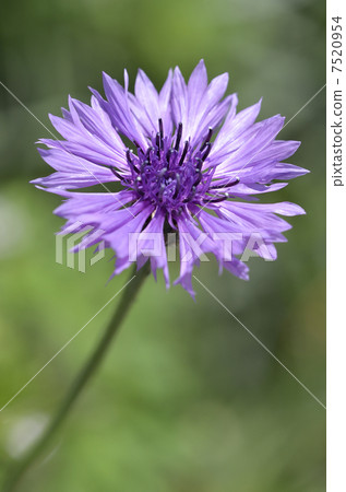 cornflower cornflower 7520954