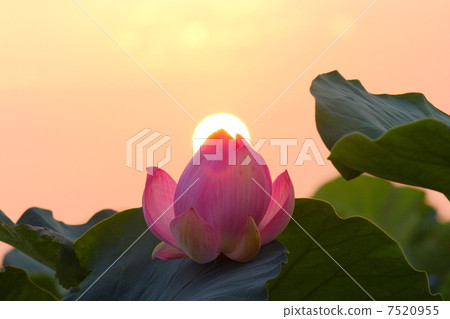 Lotus and sunrise Lotus and sunrise 7520955