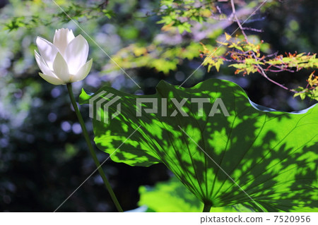 Shadow of white lotus and maple Shadow of white lotus and maple 7520956