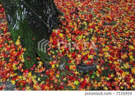 Scattered autumn leaves 7520959