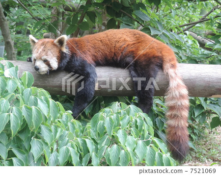 糾正熊貓② 糾正熊貓② 7521069