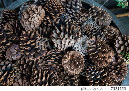 Pinecone Pinecone 7521153
