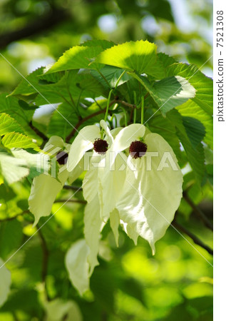 Handkerchief tree 7521308