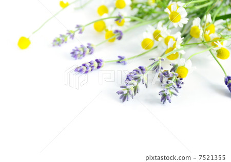 Lavender and chamomile 7521355