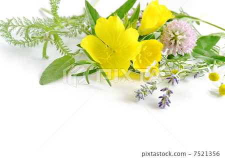 藥用植物 7521356