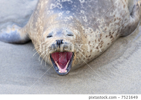Barking seal Barking seal 7521649